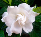 Gardenia - cura delle piante da giardino