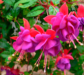 Fucsia - cura delle piante da giardino