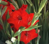 Gladiolo - cura delle piante da giardino