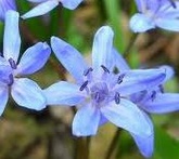 Scilla - cura delle piante da giardino