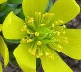 Eranthis - cura delle piante da giardino