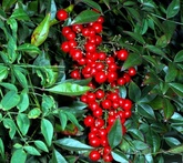 Nandina - cura delle piante da giardino