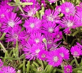 Drosanthemum - cura delle piante da giardino
