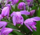 Bletilla - cura delle piante da giardino