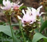 Curcuma ornamentale - cura delle piante da giardino