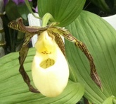 Cypripedium - cura delle piante da giardino
