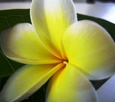 Plumeria - cura delle piante da giardino