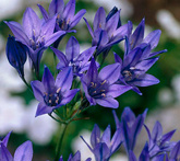Triteleia - cura delle piante da giardino