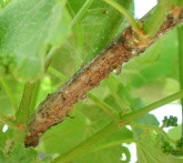 Cocciniglie della vite - difesa dai parassiti